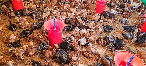 Poultry farming for beginners #poultryfarming #poultryfarm #poultry #hen