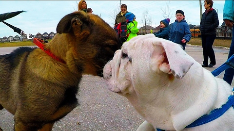 This Bulldog Puppy Met A New Best Friend At School