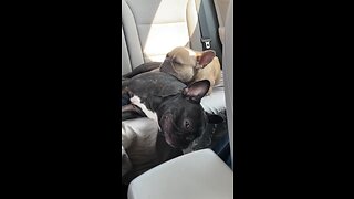 Dog Best Friends For Life | Mochi The French Bulldog