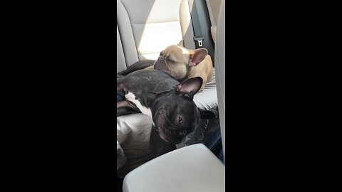 Dog Best Friends For Life | Mochi The French Bulldog