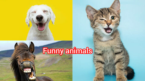Cat and dog funny video today |funny video| animals video