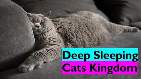 Cats Kingdom Romantic Moments Deep Sleeping