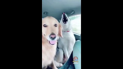 The Amazing Dogs