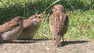 Mother Bird Feeds Her Babies
