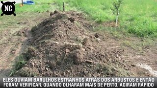 Eles ouviam barulhos estranhos atrás dos arbustos e então foram verificar. Quando olharam mais...