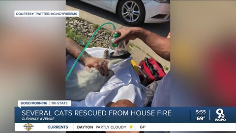 Firefighters rescue four cats form apartment fire