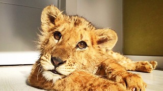 Lion cub abused at circus gets second chance