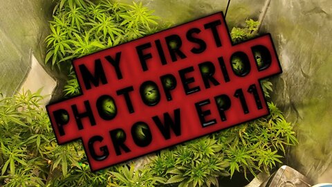 My First PhotoPeriod Grow EP11