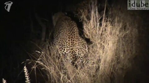 WILDlife: Leopards Pairing at Night