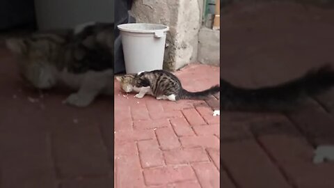 Hungry Street Cat Gets Full Subscribe to Save Street Cats