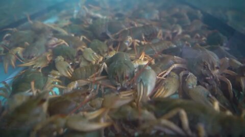 Live crayfish in the aquarium, shot close-up