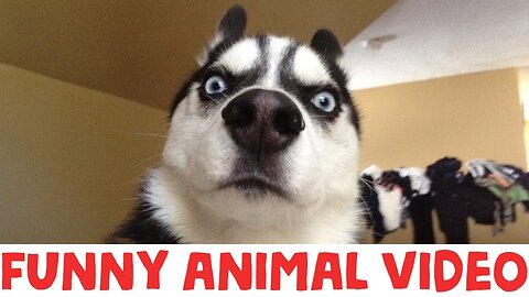 Hilarious Dog videos, You laugh You lose! Funny animal Videos Ahead!