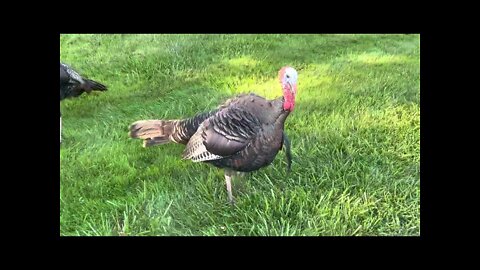 Turkey Gangs in Branford Connecticut