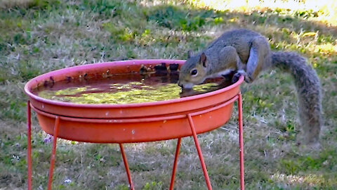 IECV NV #448 - 👀Grey Squirrel Drinking At The Bird Bath And The Birds To🐿️ 7-28-2017