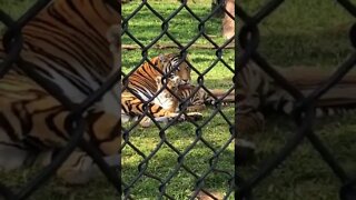 Tiger mom taking care of its son