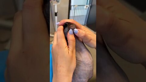 Blackhead removal on a Sphynx 🙃