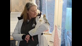 Cockatiel Update 28-Dec-2022