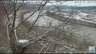 Hays Eagles nest... An Eagle makes a fly around the nest 2020 01 01 08 37am