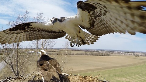 Curious Osprey perches on top of hidden GoPro