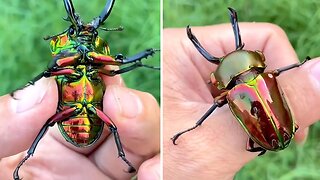 This incredibly shiny stag beetle is the biggest one in Australia