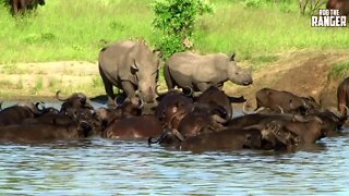 Classic Waterhole Scene With Rhino And Buffalo | Archive Footage