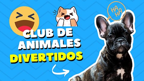 😄Club de animales divertidos