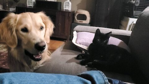 Golden Retriever and cat eating popcorn