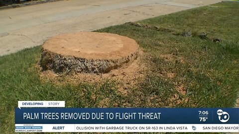 Palm trees removed due to flight threat