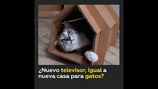 Gato recibe una casa de cartón cuando sus dueños compraron una nueva TV