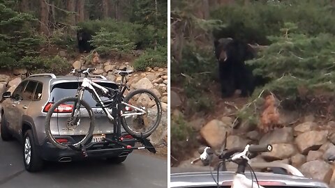 Guy documents his first bear sighting at work