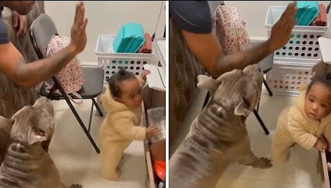 Dog protects baby when dad pretends to hit her