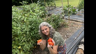 45 Pounds of Tomatoes Made This! #garden #health #recipe