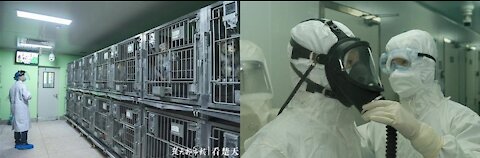 9-22-21 Confirmed: Wuhan Scientists Planned to Release Coronaviruses Into Bat Caves