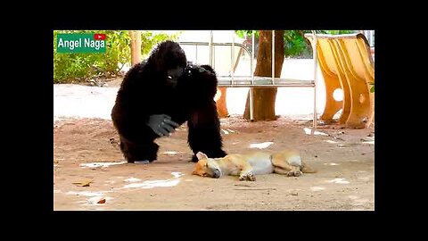 Best new prank!!! Fake gorilla prank dogs make funny filing dogs-super funny