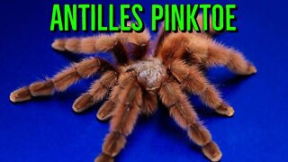 Caribena Versicolor (Antilles Pinktoe Tarantula) #shorts