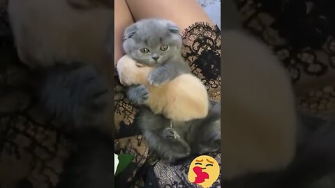 Hey one in a Million love cat 😻💖🐶 Cute kitten hugs puppy