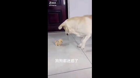 cute 🐕 doges funny video