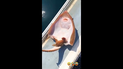 Funny Stingray fish