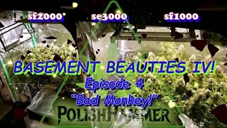 Basement Beauties 4 Ep.4 "BAD MONKEY!" Day 53 #Spiderfarmer 🦍#FloraFlex #Vivosun #420 🔨