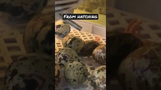 Hatching quail & on to the brooder #quail #quaileggs #farming #shorts