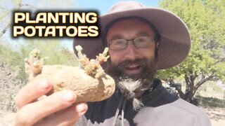Planting Potatoes