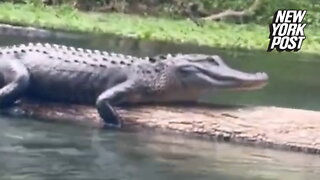Angry alligator hisses at river rafters in Florida