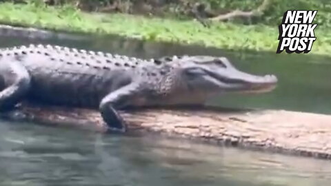 Angry alligator hisses at river rafters in Florida