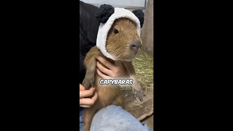 Introducing the Capybara the Worlds most chilled out Animal🌎 #capybara