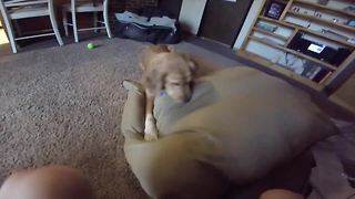Puppy Has Most Adorable Reaction Ever To New Dog Bed