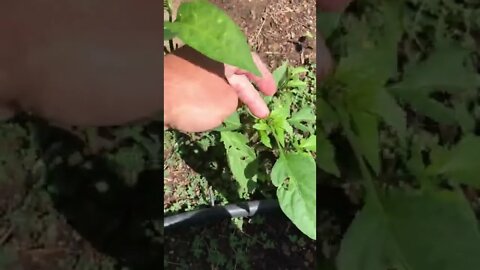 Back yard garden 2-3 month growth - pepper - cucumber - bell pepper - zucchini