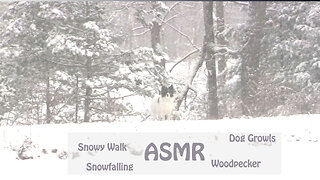 ASMR walk in snow, snow falling, woodpecker, dog growls