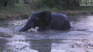 Hippo Gets Upset With Swimming Elephant