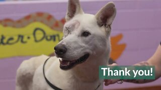 Niagara Falls Dog - Eye Trauma Update | Niagara SPCA