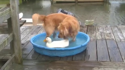 The Dog and the Duck are the best friends !